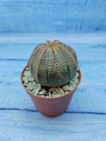 Euphorbia Obesa (Эуфорбия)