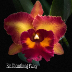 Орхидея ринхолелиокаттлея RLC. CHOMTHONG FANCY