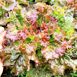 Салат Праздничный - Lettuce Holiday