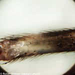 Микроскоп Levenhuk Rainbow 50L PLUS Лунный камень