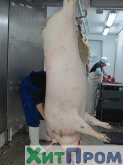 Линия убоя Свиней 80 голов/смена. Курск.