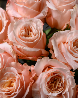 Монобукет теплый беж