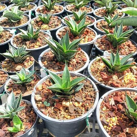 Сансевиерия BLACK ANT