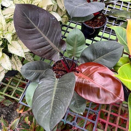 Филодендрон BLACK CARDINAL