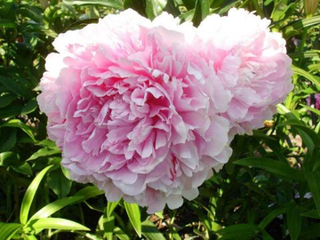 Пион Президент Тафт