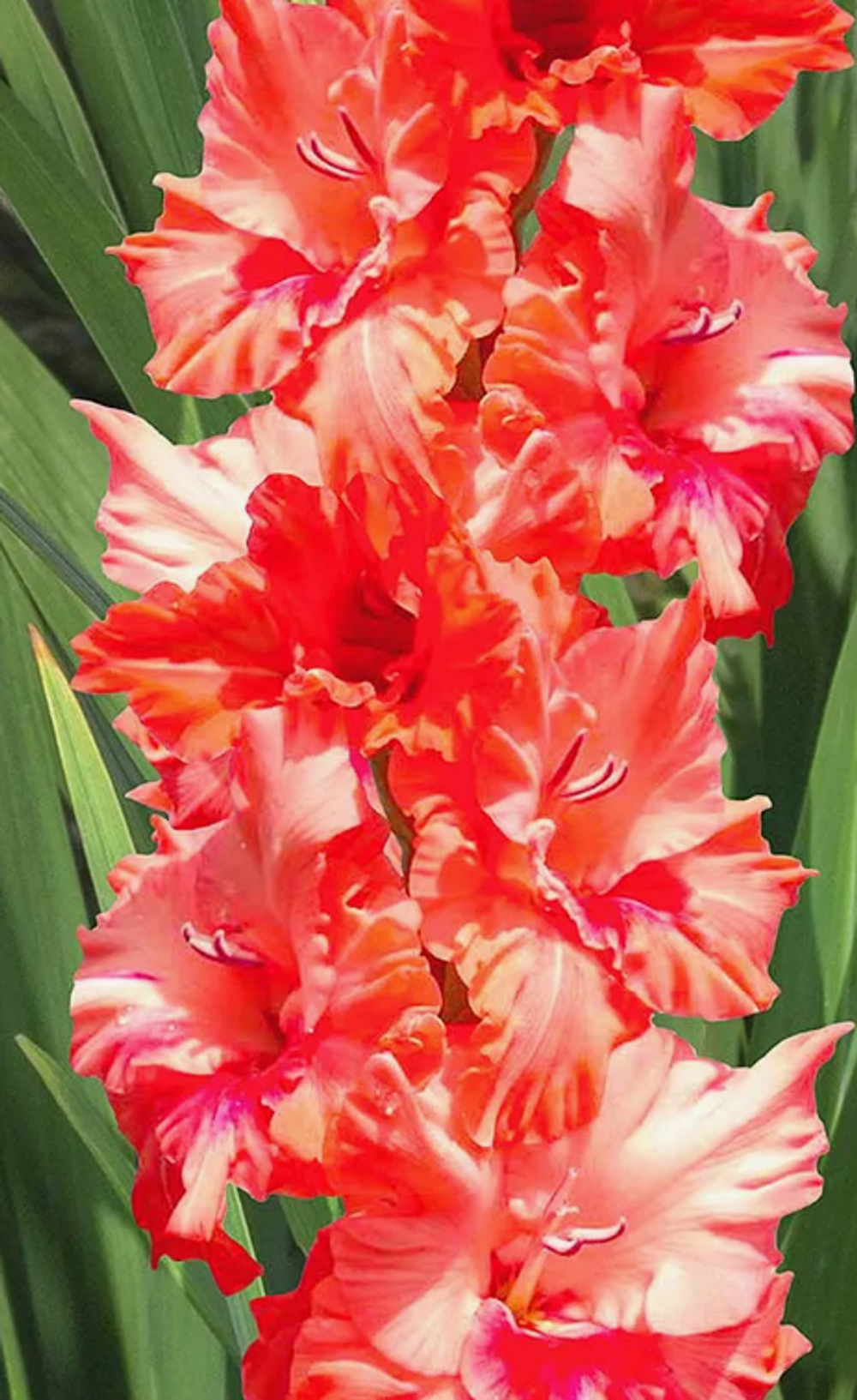 Гладиолус крупноцветковый Харьков луковица март 2026