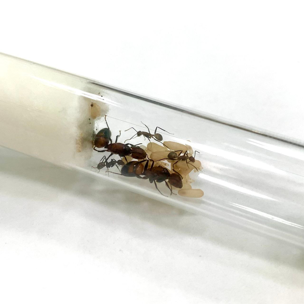 Camponotus nicobarensis