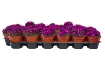 Кактус цветной д. 8,5