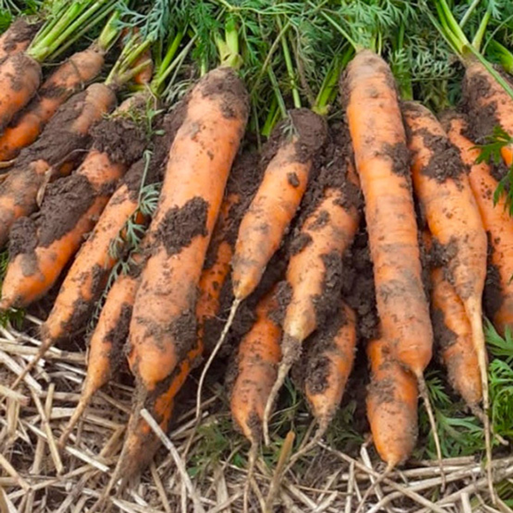 Небула F1 семена моркови нантской (Seminis / ALEXAGRO) культура