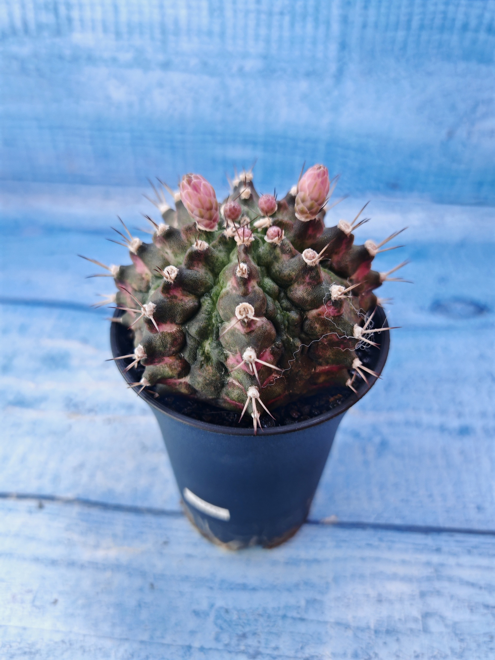 Gymnocalycium T-Rex Pink hybride (Гимнокалициум T-rex)