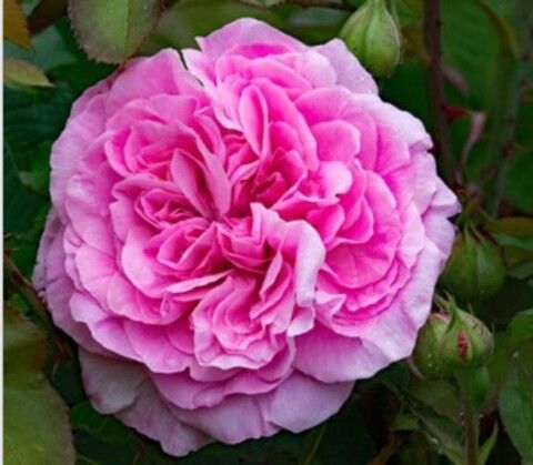 Роза английская Гертруда Джекилл