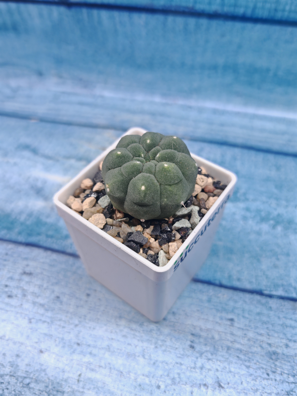 Matucana Madisoniorum (Матукана)