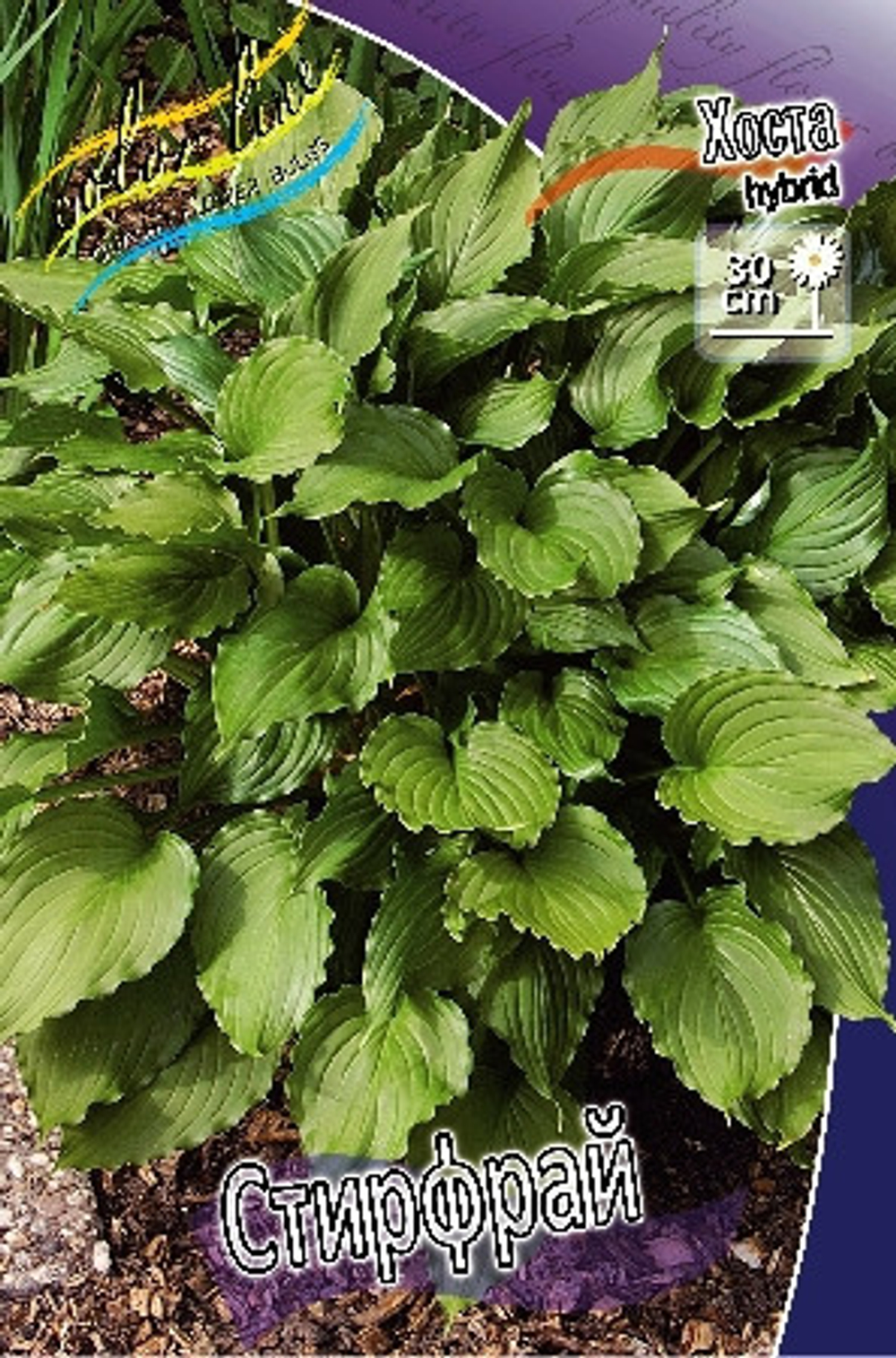 Hosta Stirfry