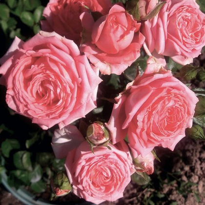 Роза Барбадос чайно-гибридная