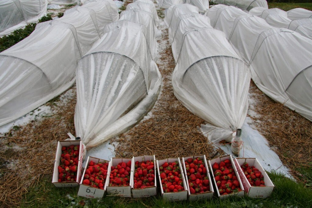 Укрывной материал.PRIVAL  (АгроСпанбонд СУФ -42г/м2 белый,1,6х10м)