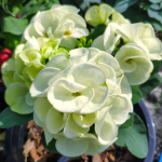 Эуфорбия Миля PETCH MANEE WHITE