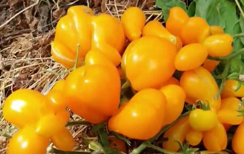 Первый Фила Phil’s One