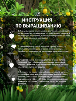 Лимонное дерево, Домашний лимон, Семена 5 шт. + подарочные семена