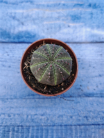 Euphorbia Obesa (Эуфорбия)