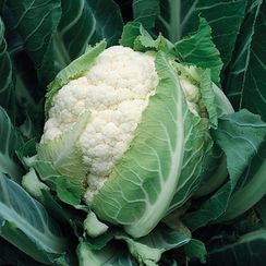 БРЮС F1 семена капусты цветной (Syngenta | Alexagro)