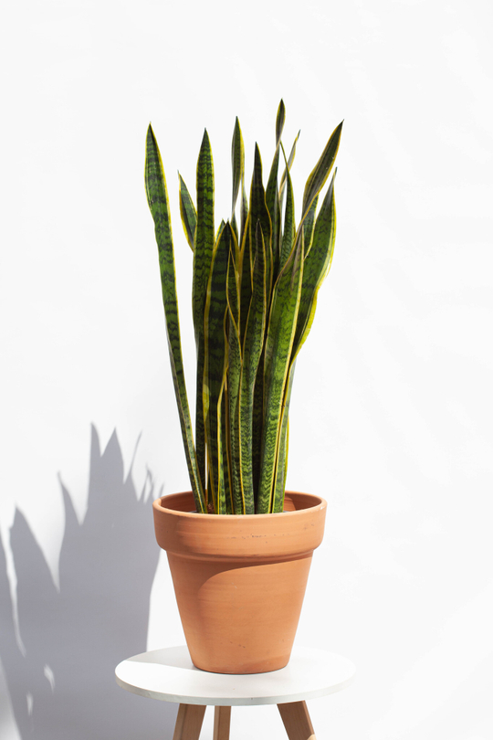 Сансевиерия Лауренти 27/100