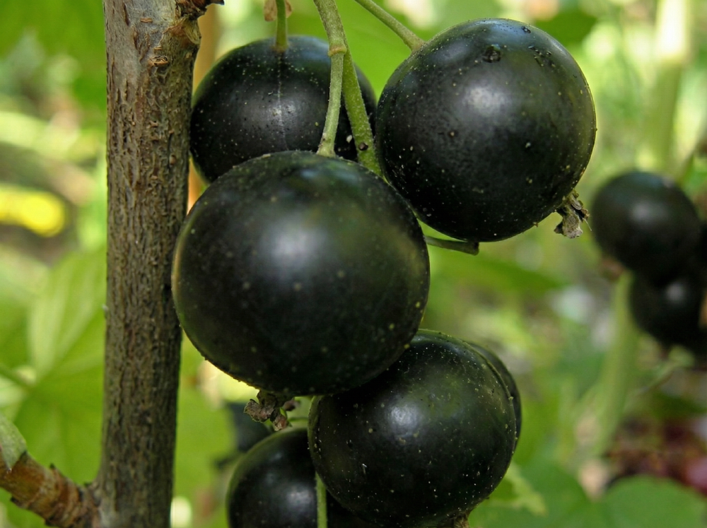 Саженец Смородины черной «Ильинка» (Гигантская ягода, Десертный вкус, Засухоустойчивая)