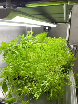 Гидропонная установка HydroBoss