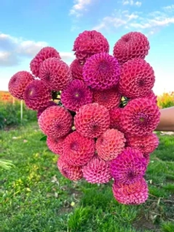 Георгин Caitlyn's Joy (корень) Закупка М55 апрель 2026