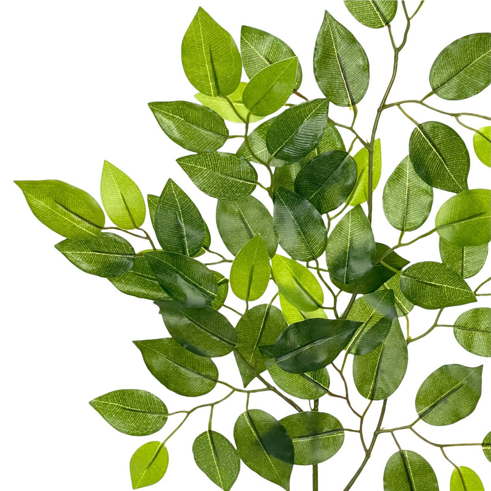 Фикус ветка 60 см