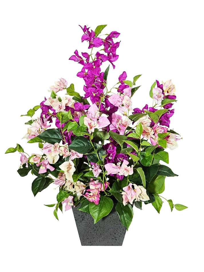 Бугенвиллия цветущая в кашпо Лофт Квадро