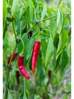 Семена красный перец Чили стручковый 30шт домашний
