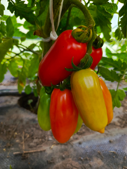 Сан Марцано (San Marzano) сорт томата
