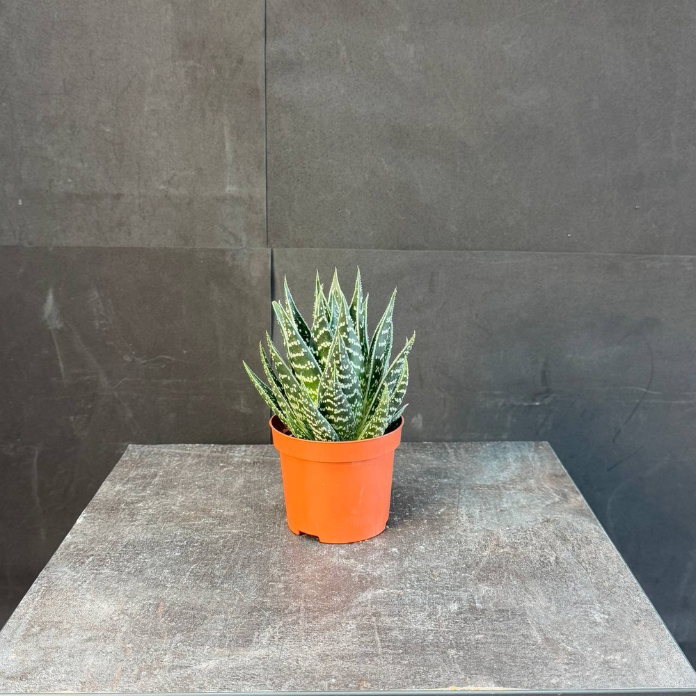 Хавортия (Haworthia)