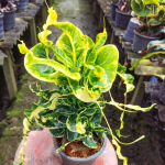 Кротон DOI PUI