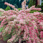 Вейгела "Variegata"