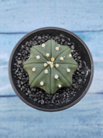 Astrophytum Asterias (Астрофитум)