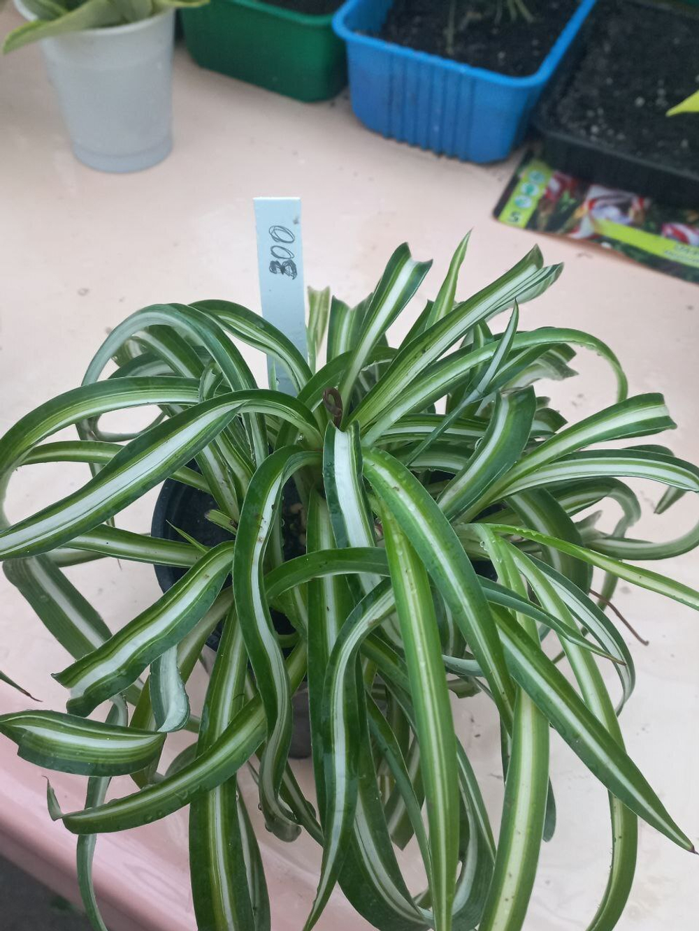 Хлорофитум кудрявый