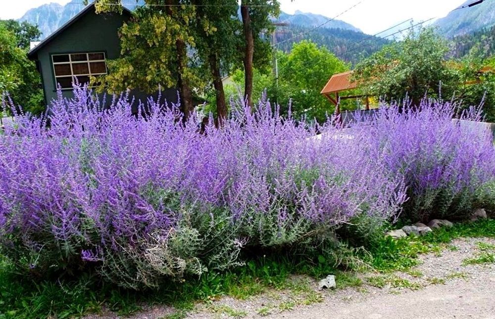 Перовския лебедолистная Закупка М36 получение май-июнь 2026