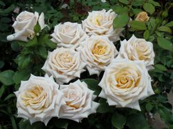 Крем Карамель (Creme Caramel)