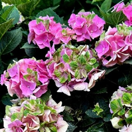 Антико Фреско Рембрандт (Antico Fresco Pink) р14 Европа весна 2026 г.