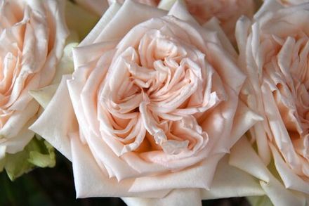 Принцесса Майя (Princess Maya)