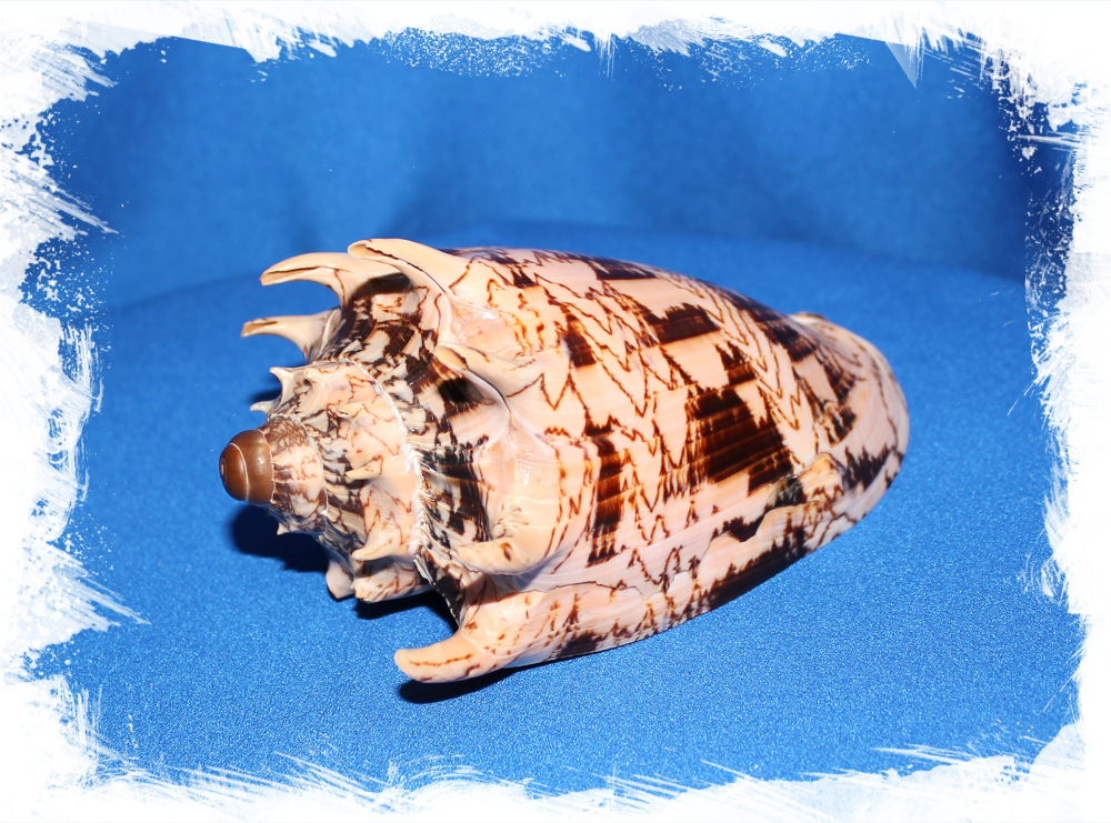 Волюта Империалис, 13-15см, 1шт