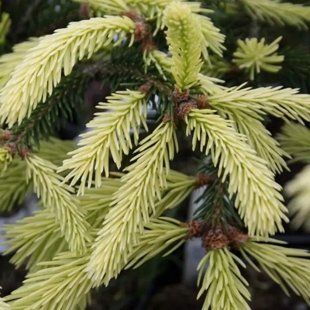 Ель обыкновенная Файнедоненсис на штамбе