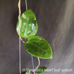 Хойя PARASITICA HEART LEAF SPLASH