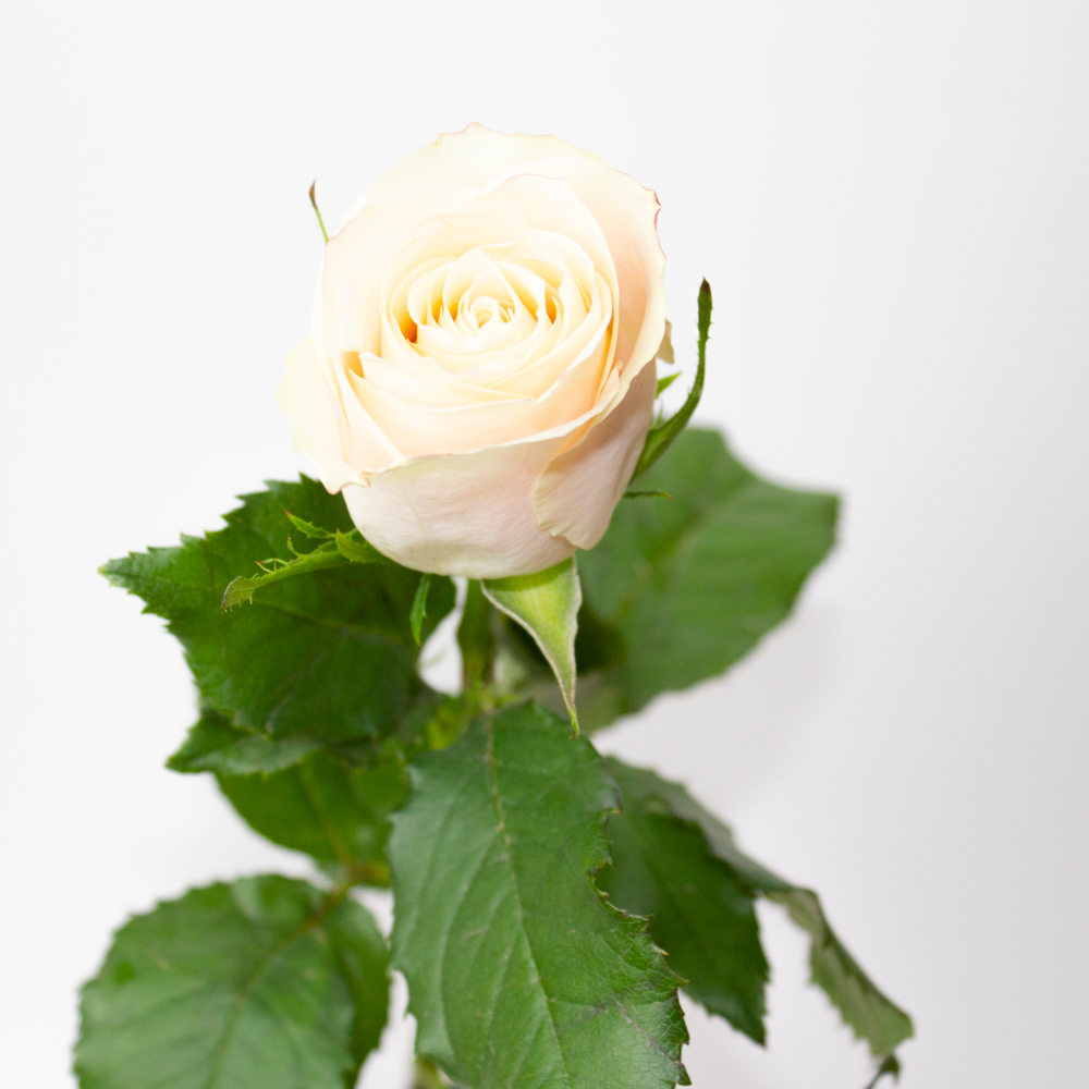 Роза Кения Шармант (35-40 см)