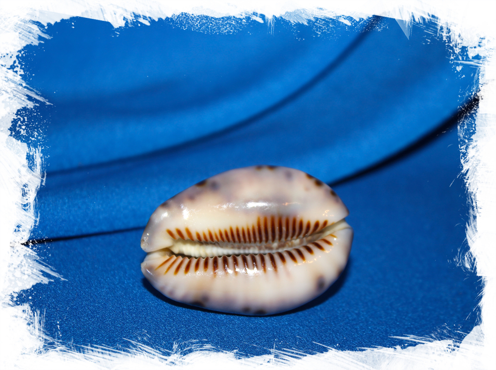 Ципрея макулифера (Mauritia maculifera)