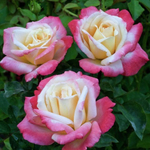 Роза чайно-гибридная Laetitia Casta