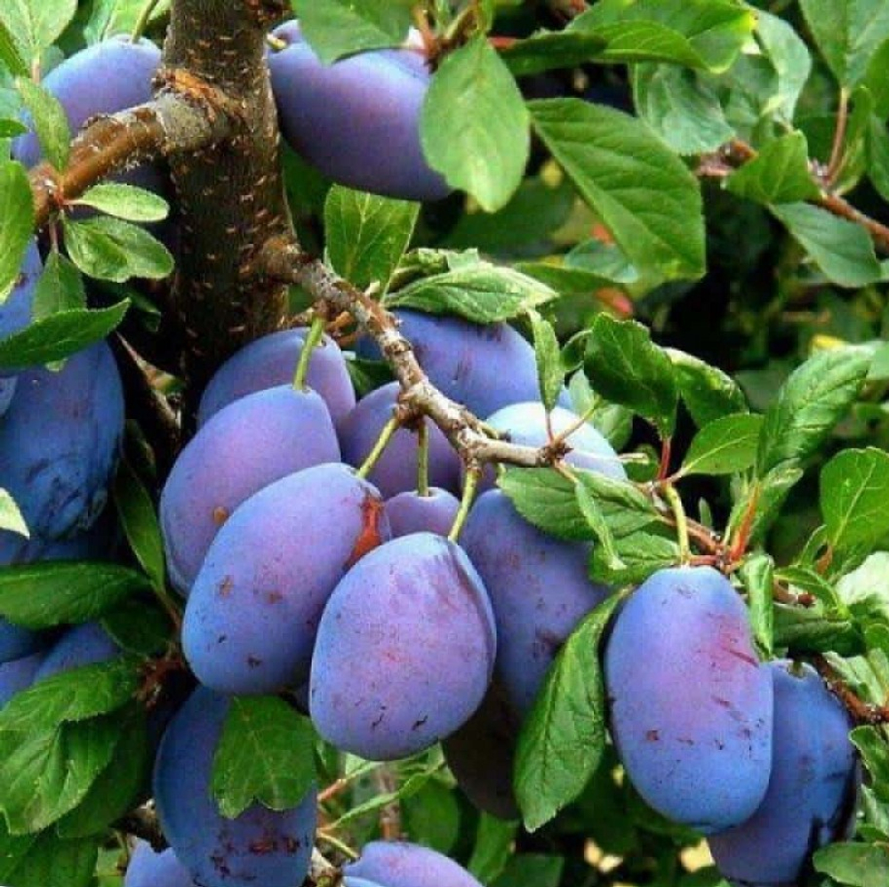 Слива Заречная