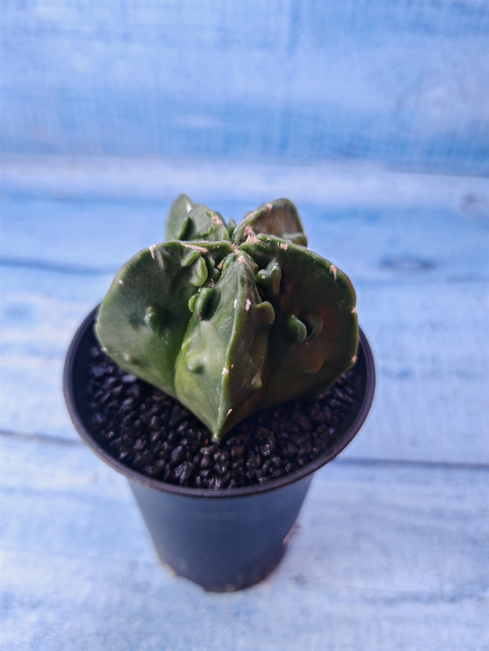 Astrophytum Myriostigma monstrosa (Астрофитум)
