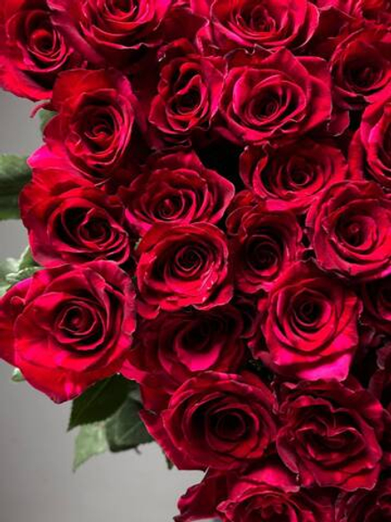 Букет из 35 красно-розовых роз под ленту